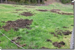 Bright green and established grasses from previous Muck deposits next to the new stuff added over nearby mosses